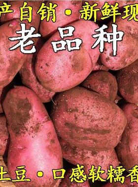 云南新鲜红皮黄心大土豆农家自种老品种大洋芋高原现挖马铃薯蔬菜