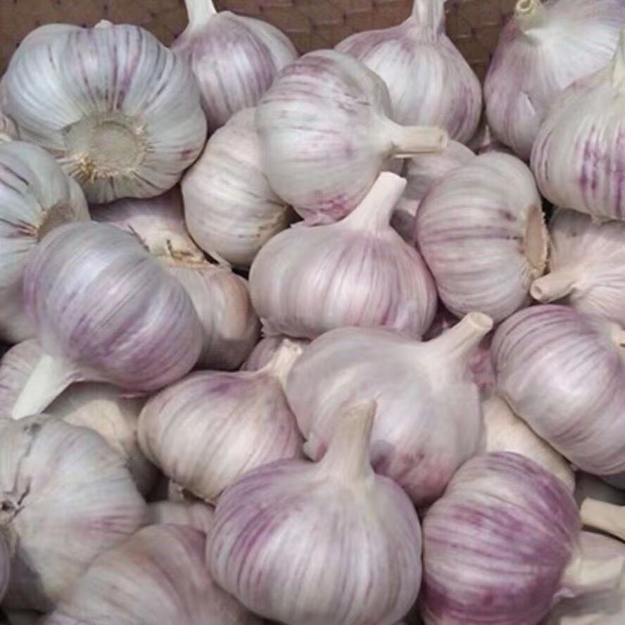 【超低价】新干大蒜5斤农家蔬菜新鲜干蒜头干蒜紫白皮白皮整箱包