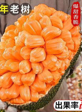 越南红肉菠萝蜜一整个18斤应当季树上熟新鲜水果整箱红心波罗蜜10