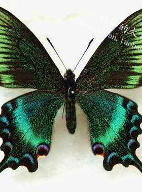 蝴蝶标本创意礼物工艺品礼品定制电视墙热卖家装装饰春型绿带凤