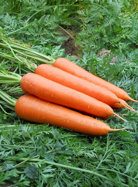 生鲜蔬菜农家自种有机胡萝卜天津同城蔬菜配送可生吃有机肥无农药