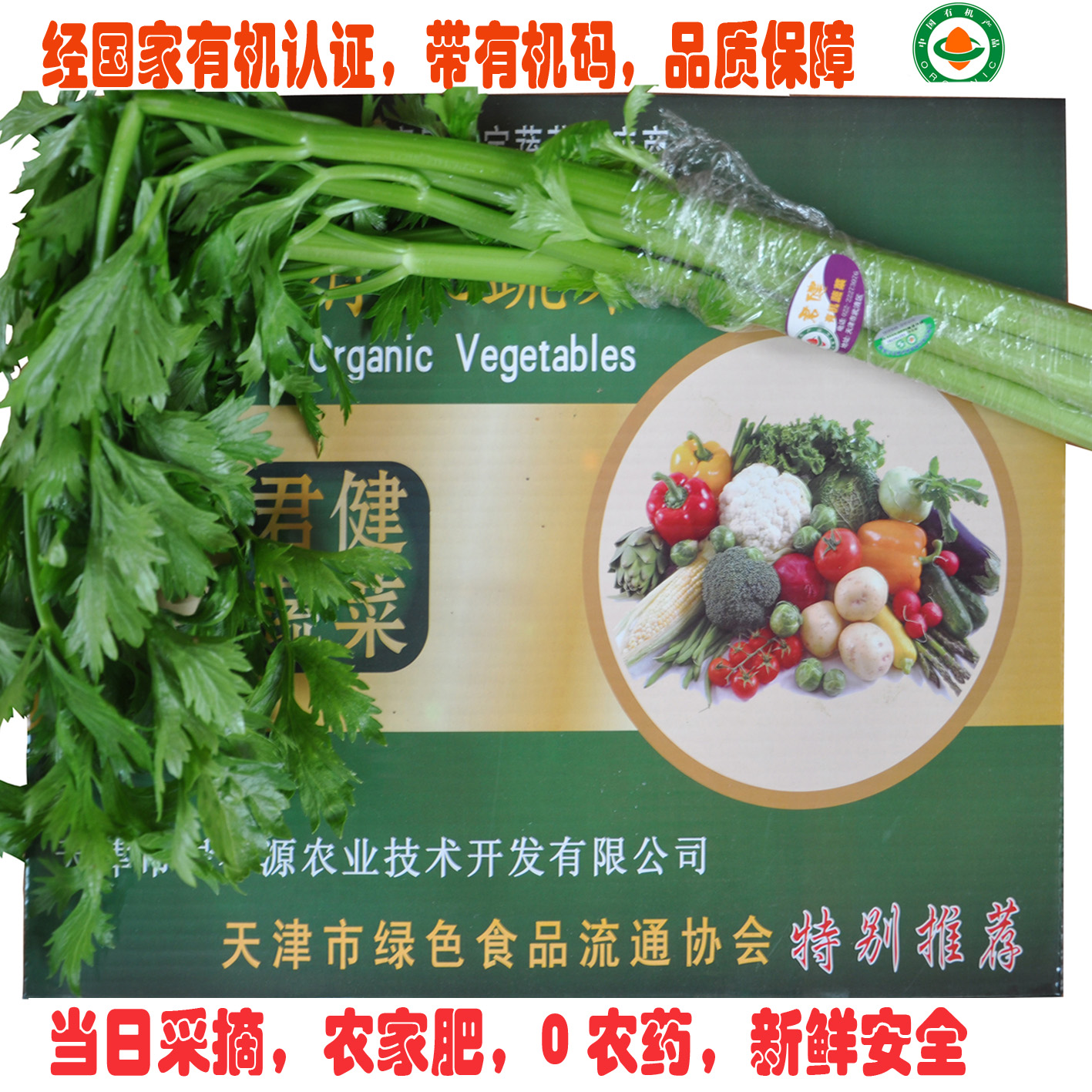生鲜蔬菜 有机食品芹菜 香芹有机蔬菜天津同城配送 有机肥无农药