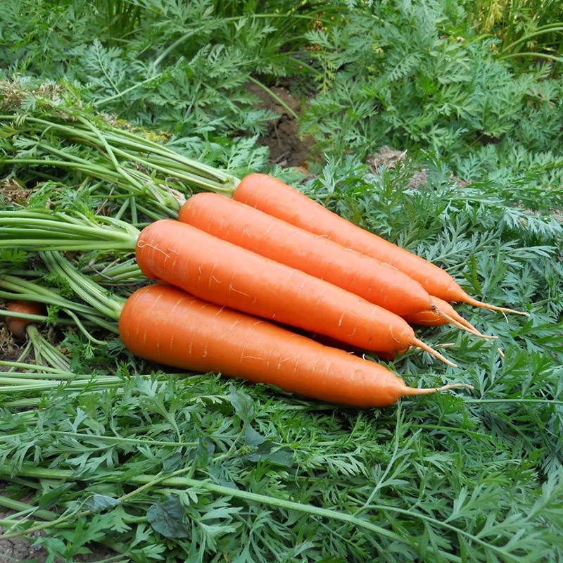 生鲜蔬菜农家自种有机胡萝卜天津同城蔬菜配送可生吃有机肥无农药