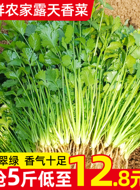 山东寿光农家露天香菜3-5斤新鲜香菜苗带根回香菜青菜当应季蔬菜