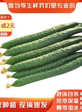 山东农家自种现摘现发精品长黄瓜应季新鲜蔬菜带刺生吃青瓜3斤5斤