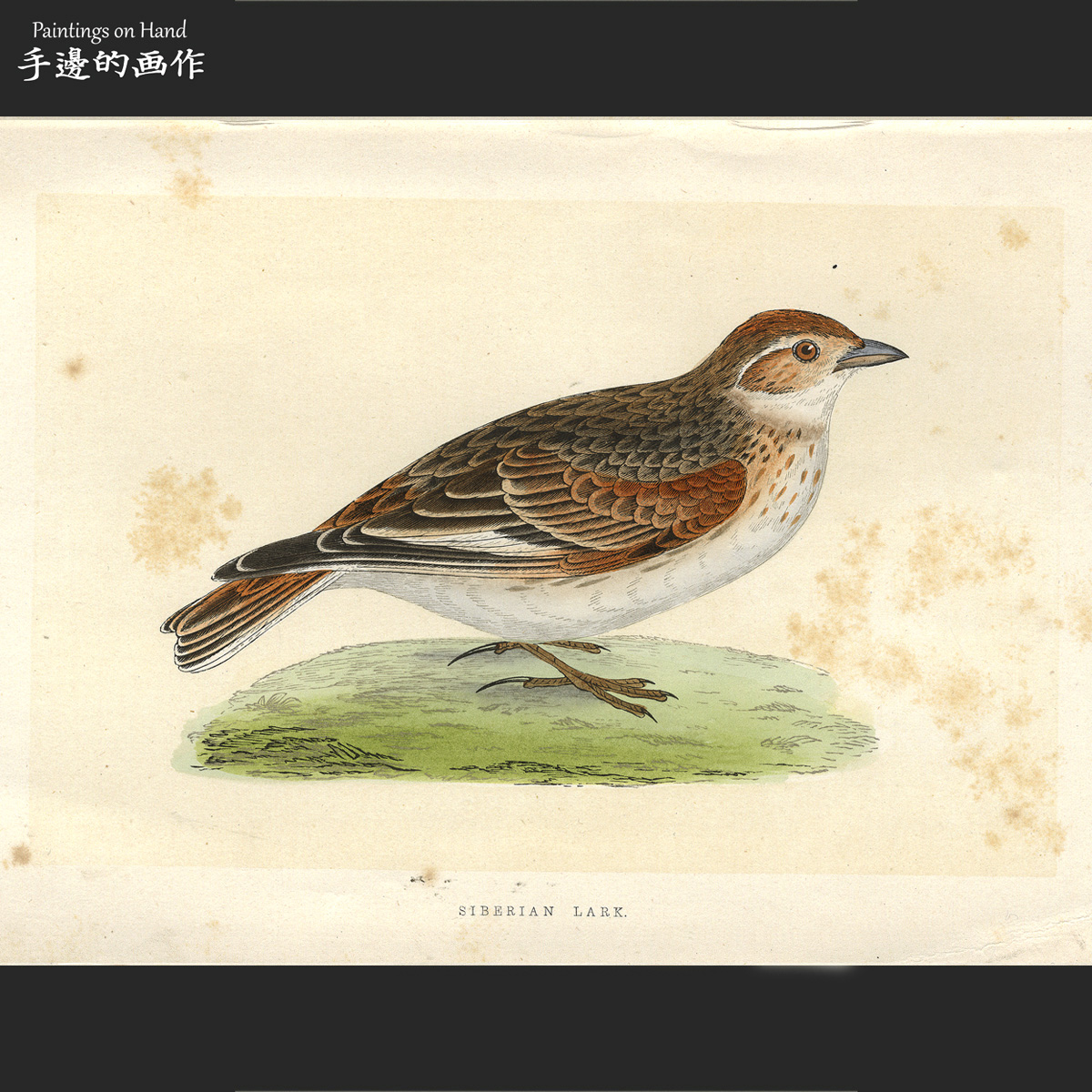 英国1875年手工上色木刻版画美式装饰画家装软装/欧洲鸟类/云雀