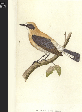 英国1875年手工上色木刻版画美式装饰画家装软装/欧洲鸟类/黑耳䳭