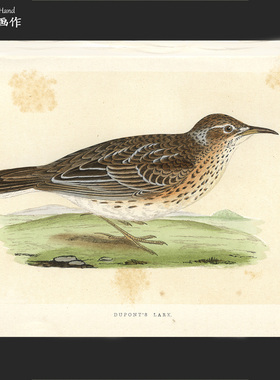 英国1875年手工上色木刻版画美式装饰画家装/欧洲鸟类/戈壁百灵