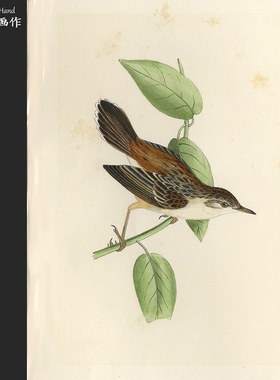 英国1875年手工上色木刻版画美式装饰画家装软装/欧洲鸟类/扇尾莺