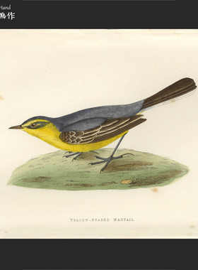 英国1875年手工上色木刻版画美式装饰画家装/欧洲鸟类/黄头鹡鸰