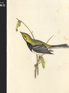 英国1875年手工上色木刻版画美式装饰画家装软装/欧洲鸟类/黑喉莺