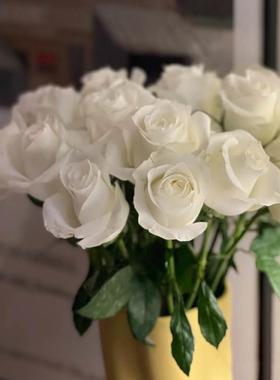 【冷链包邮】10支骄傲玫瑰白玫瑰插花居家装饰美式多种养护家庭水