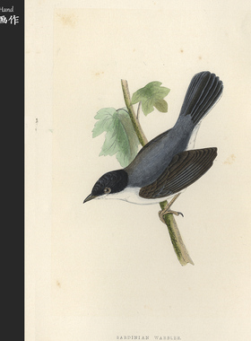 英国1875年手工上色木刻版画美式装饰画家装/欧洲鸟类/黑头林莺