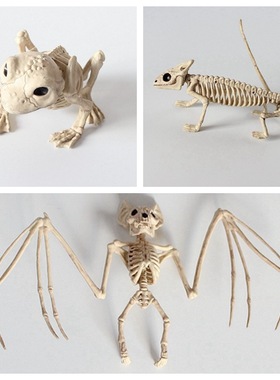 仿真化石标本动物骨骼青蛙蜥蜴蝙蝠动物骨架摆件家饰装饰工艺品