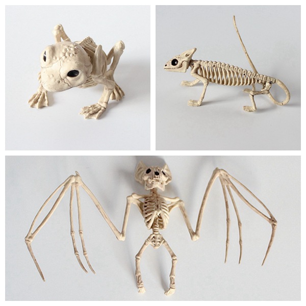 仿真化石标本动物骨骼青蛙蜥蜴蝙蝠动物骨架摆件家饰装饰工艺品