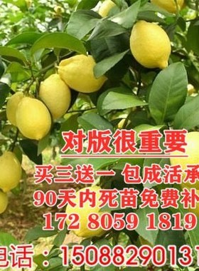 台湾四季无籽香水柠檬苗盆栽柠檬树苗柠檬苗四季结果当年结果树苗