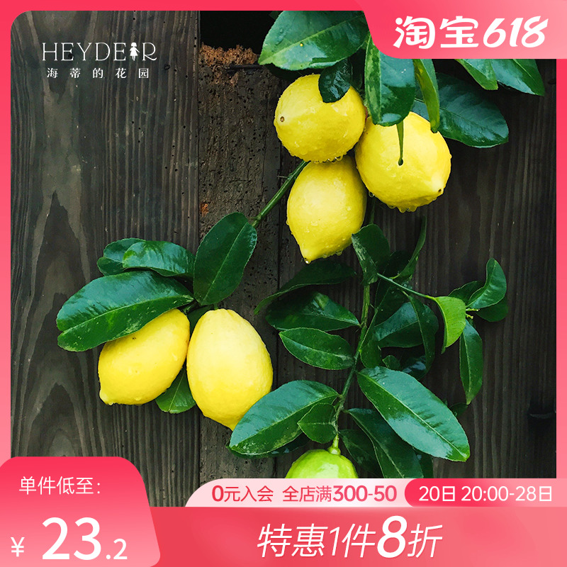 海蒂的花园 香水柠檬树苗脆皮金桔盆栽桔子树枇杷盆栽南方果树苗