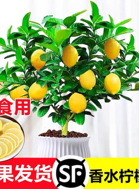 柠檬树苗盆栽带果客厅室内驱蚊植物四季开花浓香大型绿植香水柠檬