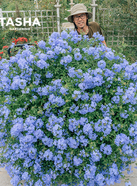 塔莎的花园蓝雪花盆栽大苗棒棒糖四季好养活室外阳台庭院花卉植物