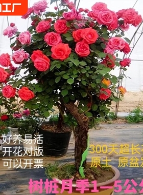 树桩月季棒棒糖特大带花玫瑰四季开花苗高杆庭院果汁阳台多色花期