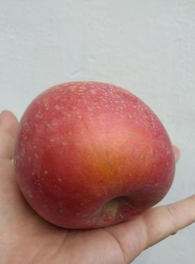 正宗砀山红富士苹果丑苹果香甜汁多非烟台红富士送礼新鲜水果10斤