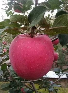 甘肃静宁苹果红富士新鲜水果正宗冰糖心脆甜丑平果10斤生鲜75小果