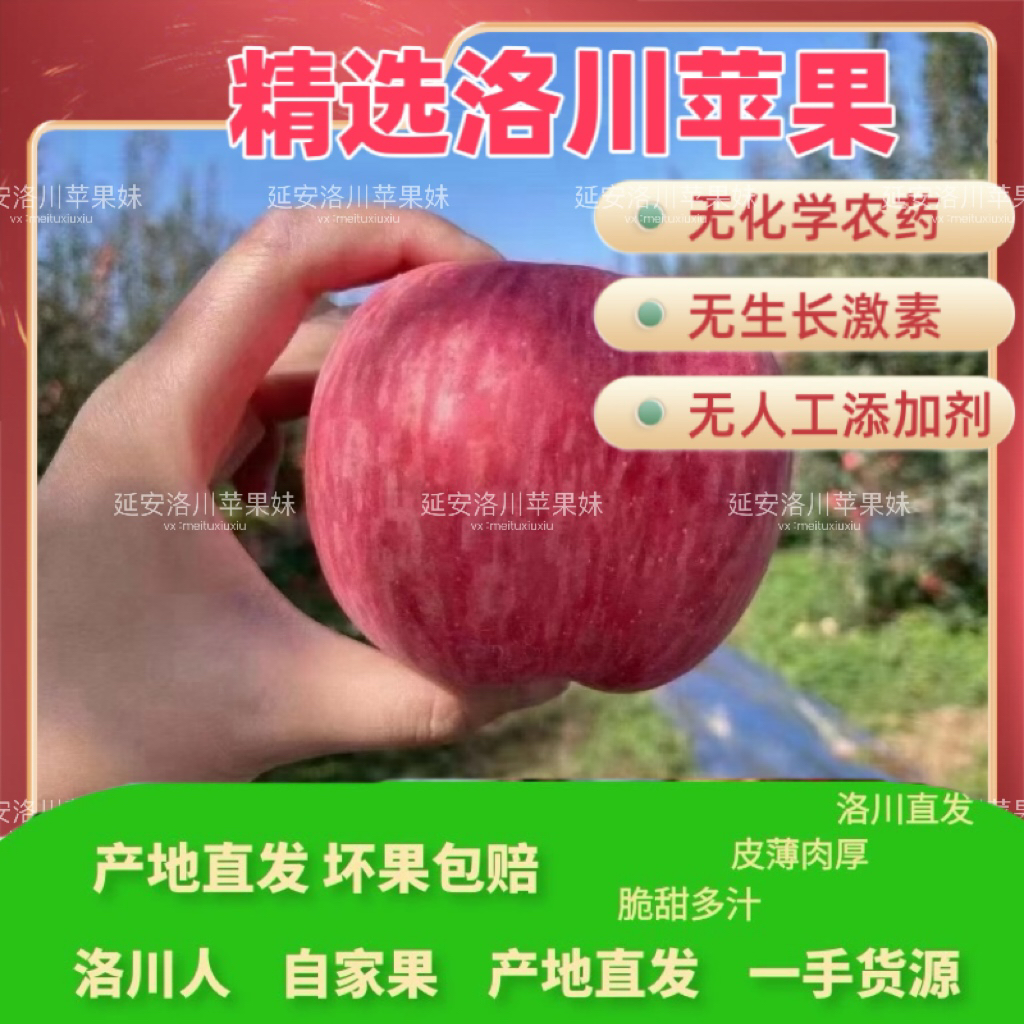 陕西延安洛川红富士4.5/10斤苹果妹正宗新鲜水果当季水果产地直发
