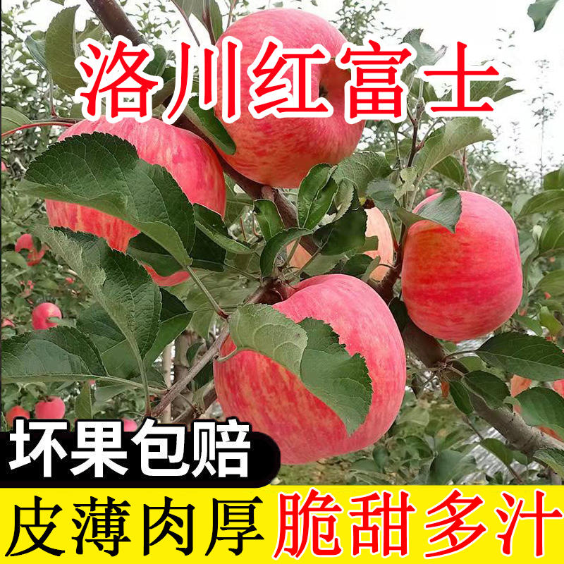 【洛川红富士苹果】陕西特产脆甜多汁5-10斤整箱新鲜应季水果