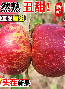云南昭通市丑苹果10斤新鲜水果当季现摘冰糖心萍果红富士整箱包邮