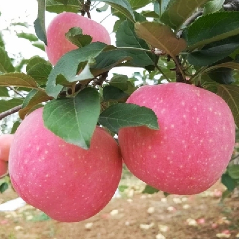 山西吉县红富士二级苹果水果新鲜当季整箱10斤脆甜多汁  顺丰包邮