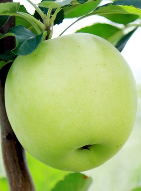陕西青苹果10斤装水果新鲜当季整箱包邮脆丑苹果蛇果时令平果