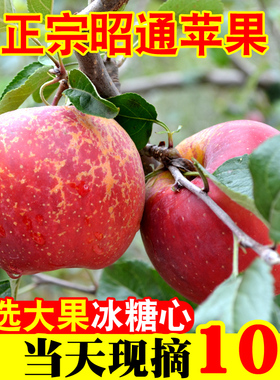 云南昭通苹果水果新鲜丑苹果冰糖心野生当季红富士平果整箱10斤装