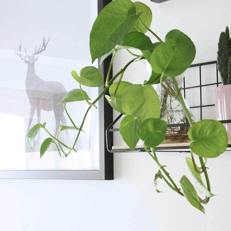 客厅装饰画沙发背景墙挂画麋鹿组合绿植现代简约餐厅有机玻璃画