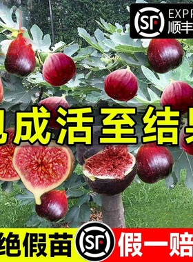 无花果树果苗特大果庭院阳台全国可种果期带果波姬红水果树苗盆栽