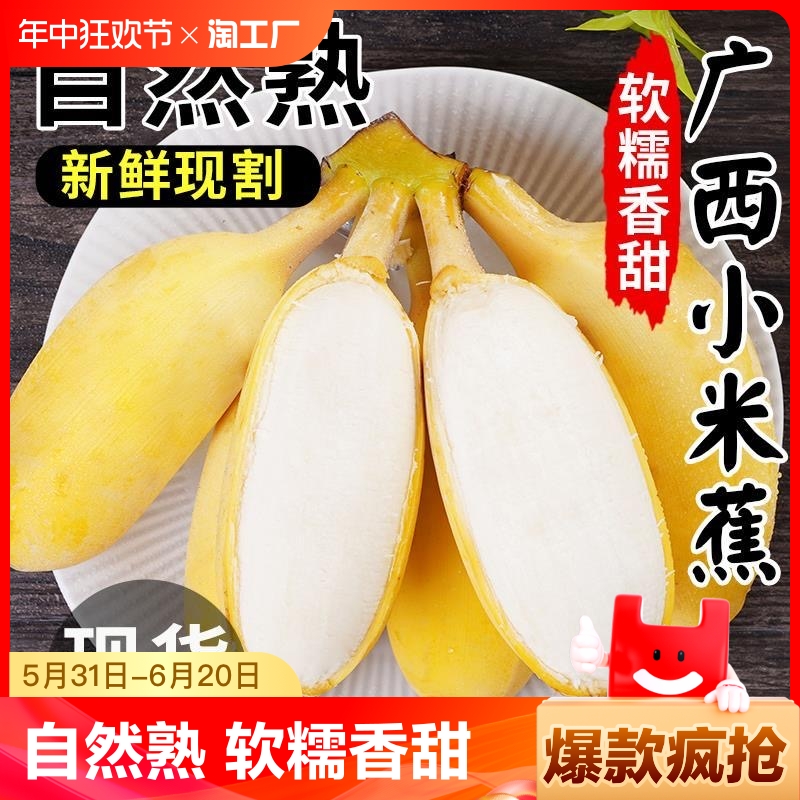 正宗广西小米蕉10香蕉新鲜水果整箱斤当季小香蕉粉蕉自然熟苹果蕉