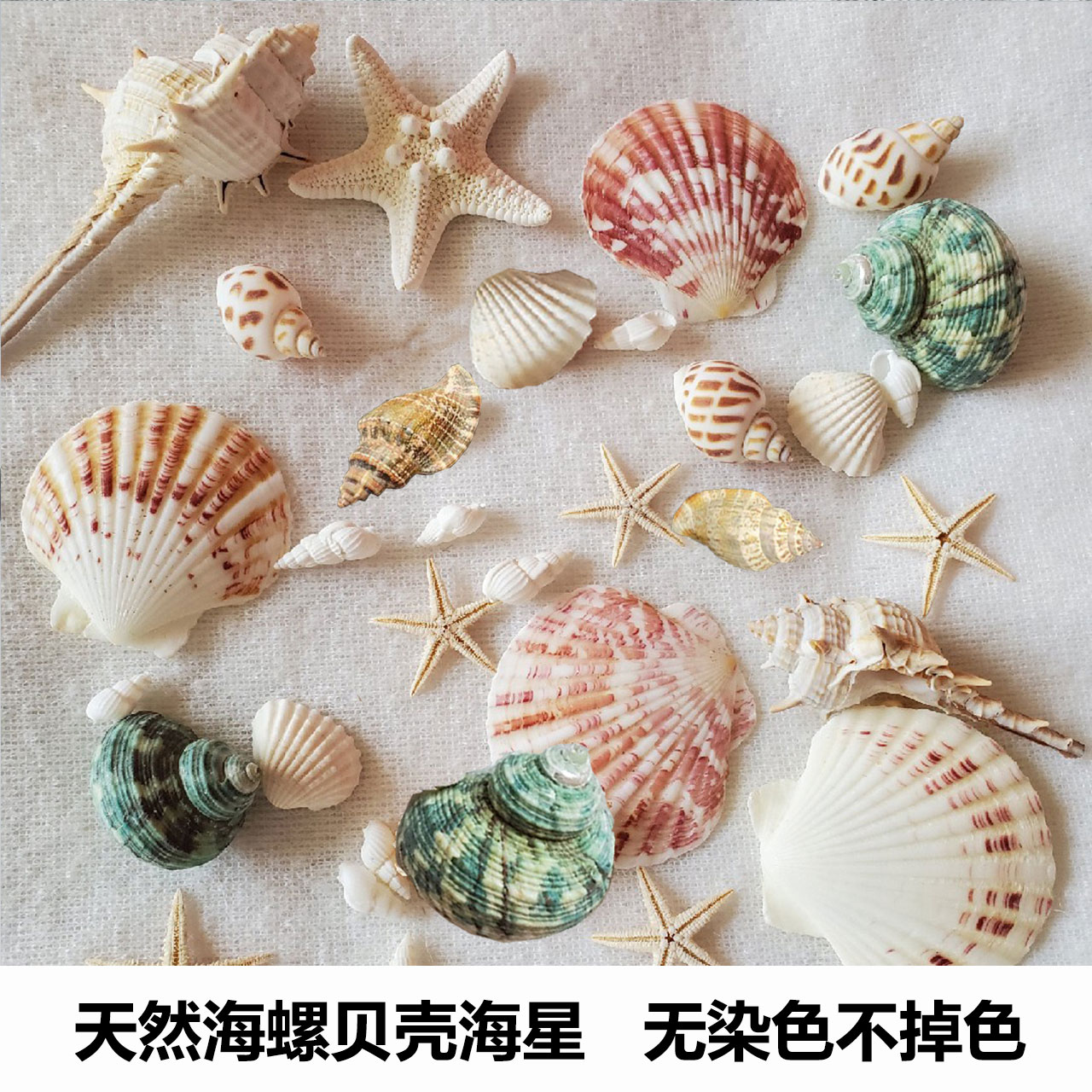 天然贝壳海螺海星海胆壳幼儿园手工diy贝壳相框鱼缸造景大海螺壳