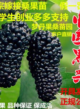 桑葚树苗嫁接无籽大十果桑苗当年结果南北方种植台湾四季长果盆栽