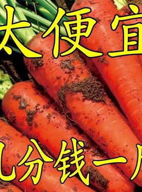 新鲜水果胡萝卜9斤当季现挖生吃罗卜农家自种带泥脆萝卜蔬菜5包邮