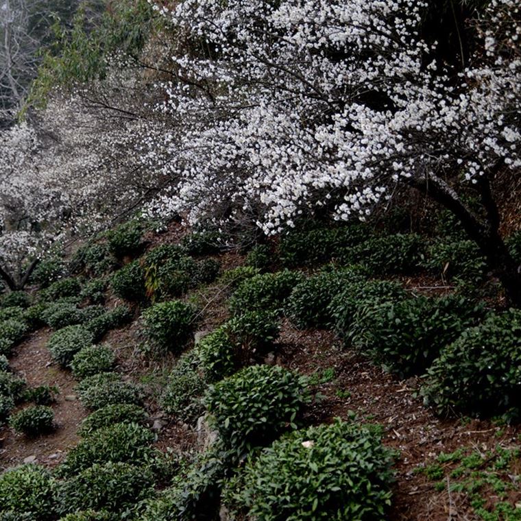 【晓山堂】2023明前龙井春茶绿茶高山茶园产生态茶叶散装 250g