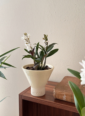 植物私生活 香水石斛 有淡香带花苞 办公室桌面窗台迷你花卉盆栽