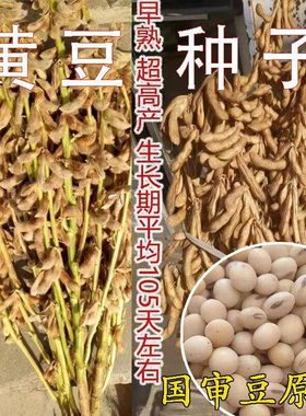 黄豆豆黄豆超级千斤早特大高产早熟抗病农家自种大豆种籽
