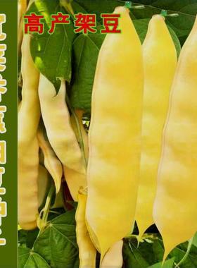 油豆角种籽香蕉架油东北种子角豆角蔬菜黄豆豆金满架种油孑种子