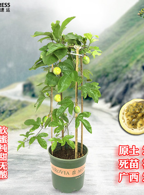 广西纯甜黄金百香果树苗1米高特大百香果苗阳台盆栽种植四季结果