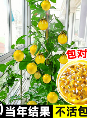 广西钦蜜9号百香果苗四季不断结果黄色水果盆栽树苗果树纯甜种植