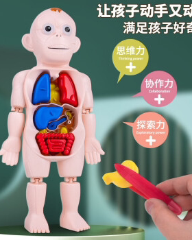 人体器官结构模型内脏构造结构身体部分认知学生男女孩学习玩具