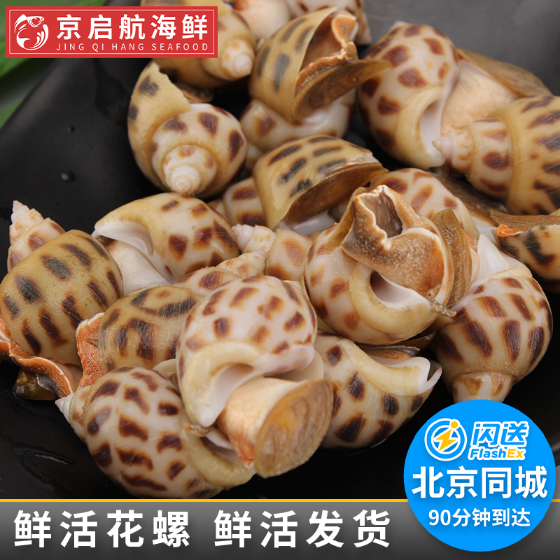 500g北京闪送 花螺新鲜 鲜活海鲜水产东风螺海猪螺南风螺海螺贝类