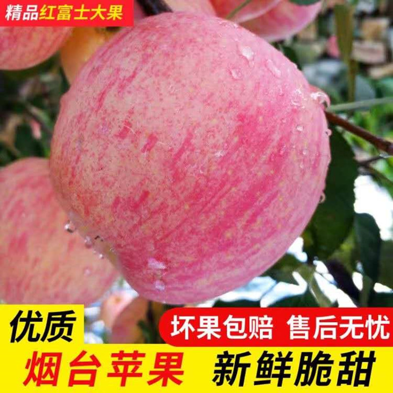 正宗山东烟台红富士苹果脆甜水果新鲜当季整箱5斤一级栖霞苹果
