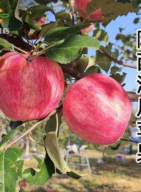 苹果新鲜水果陕西洛川苹果2.5kg自然搭档红富士