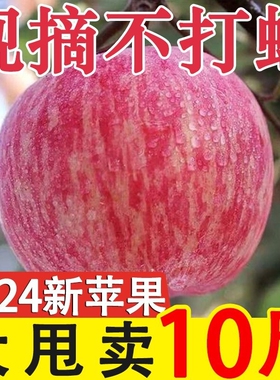 全网爆款陕西苹果脆甜红富士新鲜水果应季批发丑苹果整箱大果