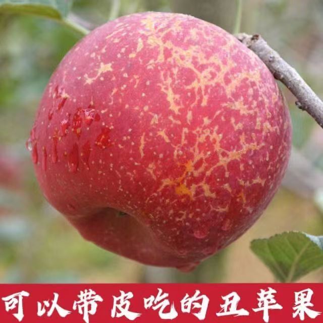 【特级】丑苹果冰糖心大凉山四川新鲜水果当季脆甜红富士整箱批发